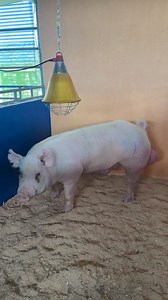 Happy Farming po🐷 | Resma RJ-Farm