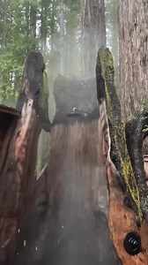 16K views · 279 reactions | 襤 A hot shower in a redwood tree with snow falling. (via @heartwood_mendocino/IG) | Active NorCal | Facebook