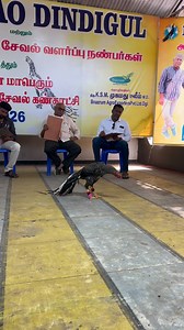19K views · 668 reactions | Cock ramp walk, Dindigul | Lks Chanal | Facebook