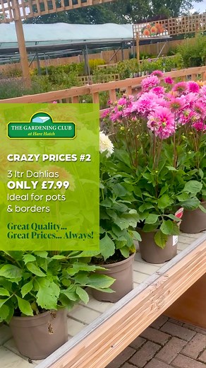 🌸 DAHLIAS - 3ltr pots ONLY £7.99🌼 Late summer-bloom - vibrant colours - easy to grow - suitable for beds, borders and containers GREAT QUALITY… GREAT PRICES… ALWAYS! #gardencentre #FloralMile #HareHatch #thegardeningclub #Dahlias | The Gardening Club at Hare Hatch