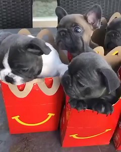 763K views · 14K reactions | Happy meal  | French Bulldog World | Facebook