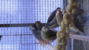 #E Java Sparrow - JS #M Pipit Java - Finch #C 文鸟 1. English Please ⬇️Scroll Down⬇️ 2. BM 📲Tatal ke Bawah Halaman 💻 3. 🌐华语🌐请点击📥往下📱查询 📩 #E Details #ForAllPetLovers - Young / Adult / Pair #Hybrid #Giant #Green #Yellow #Blue #Silver #White * In the normal form the head, nape and chin are black with white cheek patches outlined in black. The primary flight wings feathers and upper tail converts are also black. A blue-gray covers the bird's mantle, back, secondary wings, chest and rump. The bel