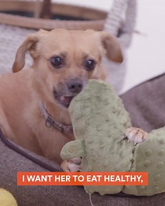 Simple ingredients. Maximum benefits. Your search for the perfect dog food ends here. | Petco