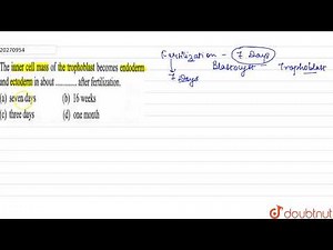 The inner cells mass of the trophoblast becomes endodern and ectodern in about…….