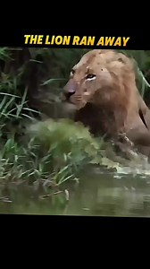482K views · 6.1K reactions | Crocodile surprises the lion #yahyakaduji #yykphotography #kruger #wildanimals | Yahya Kaduji | Facebook