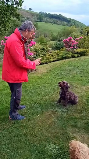 Barney and Teddy hosting beautiful cockapoo Bonnie who was enjoying her first holiday last week here at Basel Cottage. ❤️🐾🐾 #cockapoo #poodle #dogsonholiday #baselcottage #dogfriendlyholidays #holidayinwales | Basel Cottage Holidays
