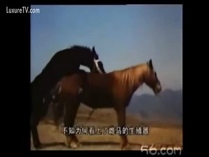 The conceiving of a mule - Black donkey fucks a horse!