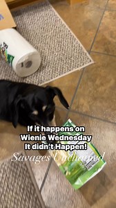 5.9K views · 385 reactions | Stay Naughty My Friends. Wienie Wednesday! Dream Big! #snacktime #doglife #dogoftheday #cutedog #snacks #doxie #fyp #reeloftheday #myway | Elizabeth and The Savages Unchained | Facebook