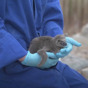 Chester Zoo has welcomed nine penguin chicks - and they are adorable 🐧🐧🐧 | Manchester Evening News