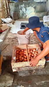 1.3K views · 180 reactions | egg packing process #peternak #ayampetelur #farming | Reza Rezaldi | Facebook