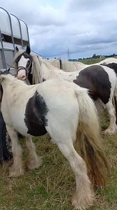 Horses this morning at Wisbech. | Romany Heritage