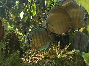 Beautiful Tropical Discus Fish Swimming Underwater 库存影片视频（100% 免版税）24137842 | Shutterstock