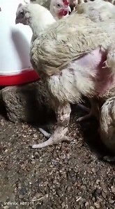 #EasterChicks VERY READY || If you want for wholesale and family ( #Seriousbuyers) https://wa.me/c/256703356033 #BgpProject7 | BLESSEDCharles Bgpevents | Facebook