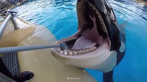 Why killer whales rarely attack humans - and what would happen if they did