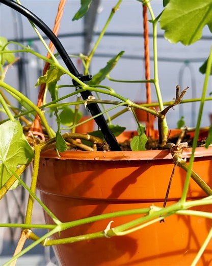 Complete Greenhouse Construction! | Bored Panda Art