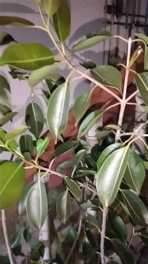 how to grow java plum tree in pots ⁉️