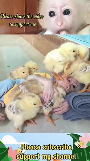 Kuku Monkey on TikTok