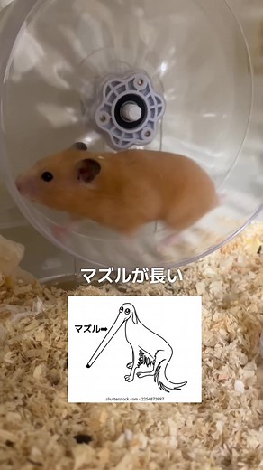 キンクマハムスターのかわいいマズル（にんにん･ﾍﾑｽﾃﾙ）