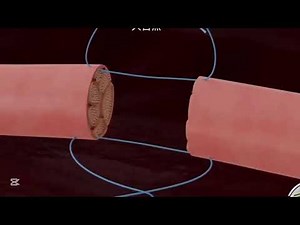 How Muscles Contract | A Visual Guide to Actin and Myosin Filaments | The Science of Muscle Movement