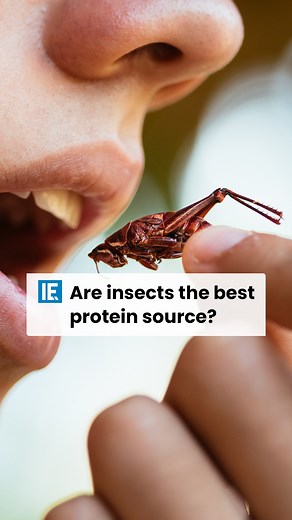 Eating insects might not sound that appealing but they are a great source of protein and micronutrients. #engineering | Interesting Engineering