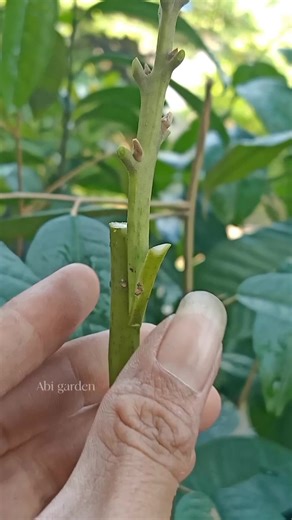 Avocado grafting #gardeningtips #avocadotree #graftingtechniques | Abi Garden