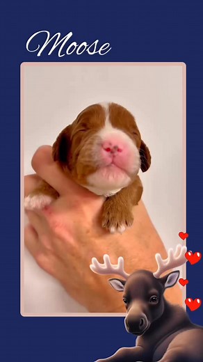 Meet Moose. Moose is a stunning red Cavoodle with striking white markings on his face, chest, and toes - already showing off his beautiful features even at just a week and a half old. He’s expected to grow a soft, shaggy coat with gentle curls, making him as cuddly as he is handsome. If he inherits his mum Buttercup’s sweet, gentle nature and his dad Louie’s fun-loving, cheeky charm, Moose is sure to grow into the most perfect little companion. Beautifully marked and full of promise, Moose is al