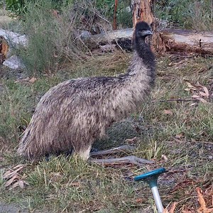 How do Emus sit? With a lot more grace than you would expect. Elle shows her style, in slow motion... | Wildwood Wildlife Shelter - Gariwerd