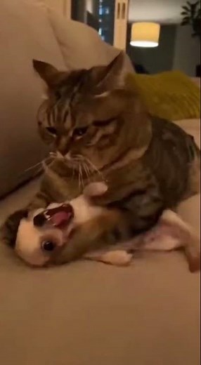 😂🐾 Funniest Chihuahua Dance Ever Recorded