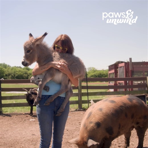 20K views · 301 reactions | How a pack of WILD donkeys joined this Georgia Farm. @TheGoodPlaceFarm | The Pet Collective | Facebook