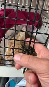 Strong Island is very somber today. Liberty, the cat infested with maggots, didn’t wake up this morning. She passed peacefully in her sleep after fighting like hell to keep going. We are so sad but no one as sad as Caroline who was giving her around the clock care. Her injuries were too severe to come back from and we are all devastated. We had such high hopes for her recovery and fantasized about finding her a forever home. Such a tremendous loss. Our thanks will never be enough to everyone at 