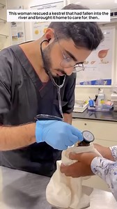 2.5K views · 23 reactions | This woman rescued a kestrel that had fallen into the river and brought it home to care for, then… | Forest Life | Facebook