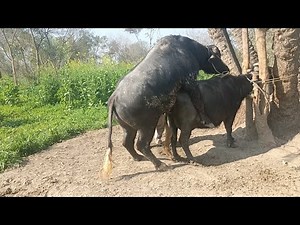 How to Cross Buffalo Bull Mating | Buffalo Breeding Complete Process