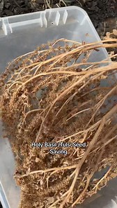 12 reactions | Holy Basil/Tulsi seed saving my way. #fyp #seeds #garden #grow #green #plantmedicine #reels | Mesquite Garden | Facebook