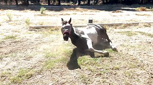 Equitopia short term intern wanted If you have two or three months to spare, why not come and join us here at Equitopia and learn about some of our rescue horses, equine behavior, trimming and more via our education platform and in person. Accommodation and Food Provided. Light duties of feeding and cleaning morning and evening. During the day you can spend time with the horses or enjoy some time in the pool when it is too hot:) Email info@equitopiacenter.com for more details. Check out our Visi