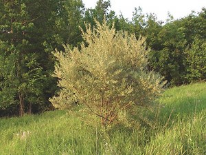 Elaeagnus umbellata - Alchetron, The Free Social Encyclopedia