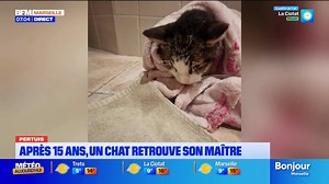 Pertuis: un chat disparu depuis 15 ans retrouve son maître avant de mourir quelques heures plus tard | BFM Marseille Provence