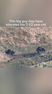326K views · 2.6K reactions | A little action in the valley! And No, this is not 791!!! The subadult of 864 (the lighter bear) tried many times to go in and get a bite with no success. Hopefully she’ll keep trying and the big guy will be nice and share! | Wild Love Images - Julie Argyle Wildlife Photography #shootwithacamera | Facebook