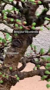 1.5K views · 235 reactions | Japanese Larch (#Larix_kaempferi) saikei. Originally created in 1976 by Taki Nagasawa. #americanbonsai #盆栽 #bonsai #bonsaiart #bonsaiinspiration #bonsailife #bonsailove #bonsailovers #bonsaist #bonsaistyle #bonsaitree #bonsaiusa #bonsaiworld #durationalart #environmentalart #fortheloveofbonsai #livingart #livingsculpture #nonprofitmuseum #federalway #thingstodo #takinagasawa #saikei #larchbonsai | Pacific Bonsai Museum | Facebook