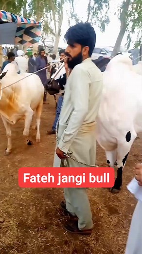 24K views · 601 reactions | Fateh jangi bull  #reelsvideoシ #mandi2024 #reelsfacebook #fatehjangibulls #fatehjangi #reels #bull | Nadeemi vines | Facebook