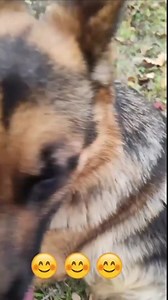 Our BrusyⓇ double-sided German shepherd grooming brush is one of the most effective, pain-free, and comfortable dog grooming brushes! With BrusyⓇ two-sided grooming brush, you will easily remove all dead hair from your dog's coat. Thanks to the new revolutionary design of the BrusyⓇ brush, cleaning the coat of dead hair has never been easier. -Pain-Free -Stainless Steel -Double-Sided Brush -Comfortable and Non-Slip Handle Restore the old shine of your dog hair with ease and without pain.🐶 Link 