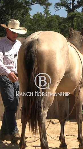 https://signup.b1horsemanship.com/7days-free B1 Horsemanship is a one-of-a-kind company that prides itself on providing an extensive and authentic collection of instructional videos for individuals in the ranching and horse training industry, as well as casual horse owners. Our main focus is to give a detailed and up-close look at horse and stockmanship skills, showcasing the real, raw side of horse training and stock handling like never before. Led by Richard Boatwright, a lifelong student of h