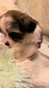 Ready for his new home...Parti Yorkie Sable Boy | Richmond Kennel