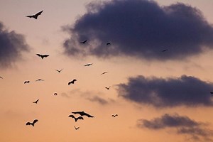 DeFi Index Project to Launch With Vampire Attack on Index Coop, Others