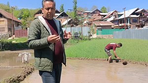 Seed rate & Area required for one kanal Transplanting | Agriculture Activities