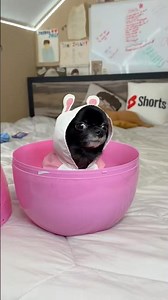 BUNNY EGG PUDDIN 😱❤️