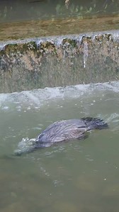 82K views · 759 reactions | Cormorants fishing | My Cormorant | Facebook