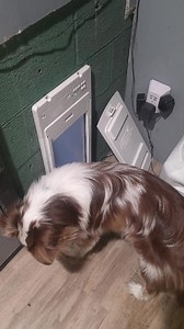Genius Australian shepherd cracks keypad code to let himself out