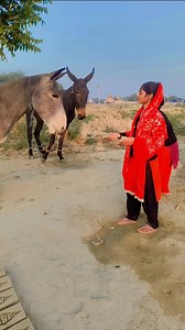 9.7K views · 5.6K reactions | Dil per Kisi ka ek pyar hota kahan hai #instagram #fecebook #vairal #shorts #vairalvideo #trending #trendingreels | Deepak Kumar | Facebook