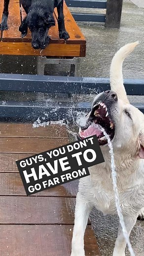 4K views · 35 reactions | It’s a beautiful day for an adventure! #stonnie #labrador #labradorretriever #blacklab #yellowlab #retriever | Stonnie Dennis Dog Training & Boarding | Facebook