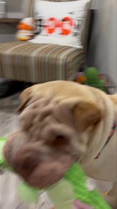 Does this toy make my cheeks look fat? 😂 Welcome Apollo to peipeople in Colorado! This 4 year old boy has to be the happiest dog his foster has ever seen! He always is ready to play and will bring soft toys to every play date. He is good with other dogs small and large. Visit our website to find out more and fill out an application for him Www.peipeople.com | Pei People Shar Pei Rescue